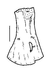 ols_bardet2