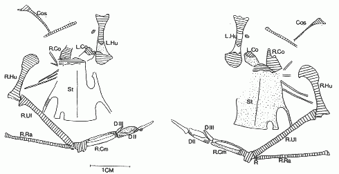 Fig.2 Specimen Da.k.22, part and counterpart. Abbreviations Cos, costae; R, radiale; R.Cm, right carpometacarpus; R.Co, right coracoid; St, sternum R.DIII, right digit 3; R.DII, right digit 2; DII-III, digit 2-3; U, ulnare. For other abbreviations and signatures see Fig.1.