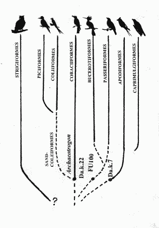 Fig. 1 Fig.1 Specimen Da.k.7, part and counterpart. Abbreviations Fur, furcula; L.Co, left coracoid; L.Fe, left femur; L.Hu, left humerus; L.Ra, left radius; L.Ti, left tibiotarsus; L.Tm, left tarsometatarsus; L.Ul, left ulna; R.Hu, right humerus; R.Ra, right radius; R.Ul, right ulna; S.Ca, sternal carina; I-IV, digit 1-4. Description and comparison Da.k.7 (Fig.1): The fossil specimen consists of humerus, ulna and radius of both wings (the distal ends of left ulna and radius are not preserved), the left coracoid, the furcula, and the sternum is represented by the sternal carina pointing out of the sediment. A complete, articulated left hind limb intersects the radius and ulna of the left wing. Remains of the ungual hornsheaths of the foot and imprints of feathers are preserved. Characters of the coracoid and humerus are distinctive and indicate affinity with the Apodiformes. The prominent and ventrally directed ventral tubercle, the rounded outline of the pectoral crest and broad proximal and distal articulating ends in the humerus, are reminiscent of Apus. The skeletal elements of Da.k.7 are, however much less specialized than in the true swift genus Apus, and more similar to the tree swifts, Hemiprocnidae, and some fossil genera of Apodiformes. Hemiprocnidae, differs from the Apodidae, particular in the wing elements, e.g. by a less specialized humerus, with a longer and more slender shaft and the M. extensor metacarpi radialis and M. tensor propatagialis brevis processes positioned on the lower half of the humerus. Also the elongation of the hand elements is less pronounced. Characters such as the sternal projection of the coracoid, the size and shape of the ventral tubercle, the outline of the bicipital and pectoral crest, the size, depth, position and shape of the brachial fossa, the position and size of the condyles of the humerus together with the size and proportions strongly suggests that Da.k.7 belong to the species Eocypselus vincenti Harrison 1984, known from the Lower Eocene London Clay. The M. tensor propatagialis brevis and the M. extensor metacarpi radialis tubercles cannot be demonstrated in Da.k.7. This might be due to breakage or partly covering by sediment of the dorsal face of the humerus in the distal end, especially if the tubercles are as weakly developed as in Eocypselus. The hind limb of Da.k.7 differ from Apus, in having a very prominent cnemial crest which serves as the attachment for the flexor muscles and a strong anisodactyle foot, with a long backwards pointing hallux, positioned at the same level as the other three digits and the strongly curved unguals with large flexor tubercles are typical of perching birds. The true swifts posses a pamprodactyle foot (all four digits pointing forward), however the tree swifts posses a more typical perching foot in concordance with the fossil specimen. Fig 2 Fig.2 Specimen Da.k.22, part and counterpart. Abbreviations Cos, costae; R, radiale; R.Cm, right carpometacarpus; R.Co, right coracoid; St, sternum R.DIII, right digit 3; R.DII, right digit 2; DII-III, digit 2-3; U, ulnare. For other abbreviations and signatures see Fig.1.Da.k.22 (Fig.2): This fossil specimen consists of a complete, articulated right wing skeleton, the left humerus, the sternum and the proximal parts of both coracoids seen in dorsal view. It exhibits a mixture of characters recognizable in the avian families Alcedinidae, Meropidae, Trogonidae and the Archaeotrogonidae, strongly indicating affinity with the Coraciiformes. The strong medial position of the sternal facet in the coracoid is similar to both the Alcedinidae and the Archaeotrogonidae. In the sternum, the characteristic external spine is similar to the Trogonidae, whereas the thick cranial pilae are more similar to the Alcedinidae and Meropidae. The characters of the humerus, with the rather long and medially positioned humeral head and the almost pointed appearance of the dorsal condyle, show the closest similarity to the Trogonidae and Archaeotrogonidae. The projection in the proximal part of the radius resembles that of the Meropidae and to some extent Trogonidae. Separate characters of the carpometacarpus can be recognized in all of the Coraciiform families. In digit II, the elaboration of the cranial pila and the biconcavity and the shape of phalanx II are reminiscent of the Alcedinidae. The concordance in preserved elements in Da.k.22 and the Archaeotrogons are limited, however, in the few similarly preserved elements a very good agreement in characters can be seen (Fig. 4). The most distinct difference between Da.k.22 and the Archaeotrogons is the actual size, where the Archaeotrogons are two to two and a half time larger than Da.k.22. A new species and possibly even a new genus should be erected for a position of Da.k.22 in this family. Any elements associated with the hind limb has in this fossil specimen not been preserved. The proportions of the preserved skeletal elements and the possible allocation with the Coraciiformes, however, suggests that this was a perching bird. Fig 3 Fig.3 Specimen FU100, part and counterpart. Abbreviations R.DI-III, right digit 1-3; R.Fe, right femur; R.Sc, right scapula; R.Ti, right tibiotarsus; R.Tm, right tarsometatarsus; U, ulnare. For other abbreviations and signatures see Fig.1 & 2. FU100 (Fig.3): This fossil specimen consists of a complete, articulated left wing skeleton, the proximal end of the right humerus, a large part of the shoulder girdle, including the sternum, the right coracoid, the right scapula and fragments of the furcula. The right hind limb is represented by a tibiotarsus and a broken tarsometatarsus, upon which the radius and ulna of the right wing are superimposed. Imprints of feathers, including a flight feathers, are visible. The combination of a proximal, rectangular pectoral crest, a caudal position of the humeral head and the high and prominent external condyle of the humerus and prominent craniolateral processes, slender and relatively long lateral processes and a high external spine in the sternum indicate a close relationship of FU100 with Bucerotiformes and the Passeriformes. A ventral torsion of metacarpal I, craniocaudally flattened metacarpal III, a deep carpal fovea and a narrow carpal trochlea, further support the hypothesis of a close relationship between FU100, Passeriformes and Bucerotiformes. However, the character mosaic and in many bones less specialized features of FU100 prevent it from being classified with either of these two orders. Differences in the elaboration of the sternal rostrum is noticeable between FU100 and species from the latter two orders. The internal spine present in the hoopoe is not demonstrable in FU100, nor is the external spine in FU100 dorsally bifurcated as seen in the majority of passerine birds. However, an ancestral position of FU100 to the Bucerotiformes and Passerifomes would be possible. The elaboration of the procoracoid process and the external spine in FU100 is less specialized than in both the hoopoe and the passerines. Phylogenetically, a continuing growth in height of the procoracoid process, from the state seen in FU100, could result in a fusion with the acrocoracoid process, as seen in the Bucerotiformes. In the passerine lineage the coracoid could have developed, from the state seen in FU100, towards a more reversed condition, with a less pronounced procoracoid process, as seen e.g. in the tyrants, to the slender and delicate coracoid of e.g. the robin, which has a nearly completely reduced procoracoid process. Similar series of transformation could be imagined for characters of the sternum, with a deepening of the sternal incisions, a cranial direction of the craniolateral processes and a bifurcation of the external spine in the passerine lineage and in the Bucerotiform lineage the development of an internal spine. The hind limb of FU100 show, as Da.k.7, features typical of perching birds, with a large cnemial crest and the metatarsal I at the same level as the distal end of the remaining metatarsals. Also a single disarticulated, strongly curved ungual is observable. Fig. 4 Fig.4 A simplified model showing the supposed evolution and interrelationship of the “higher” landbirds.